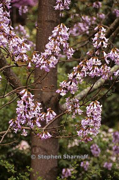 paulownia coreana 1 graphic